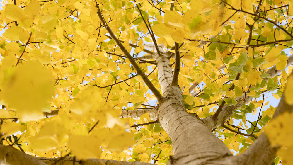 Fall Color Trees