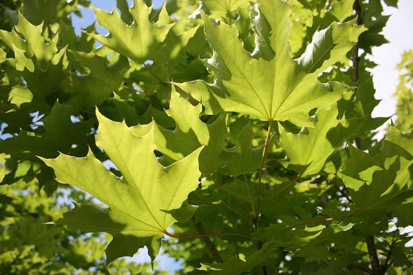 Maple Trees