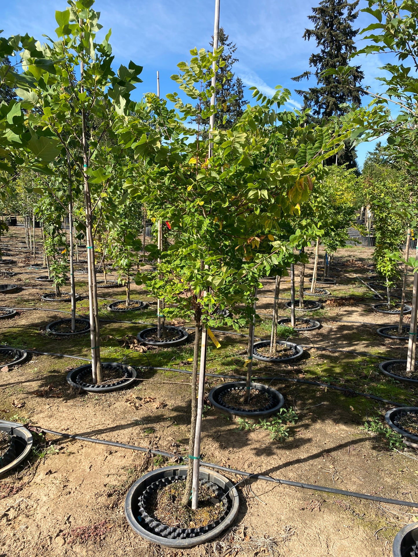 Kentucky Coffeetree