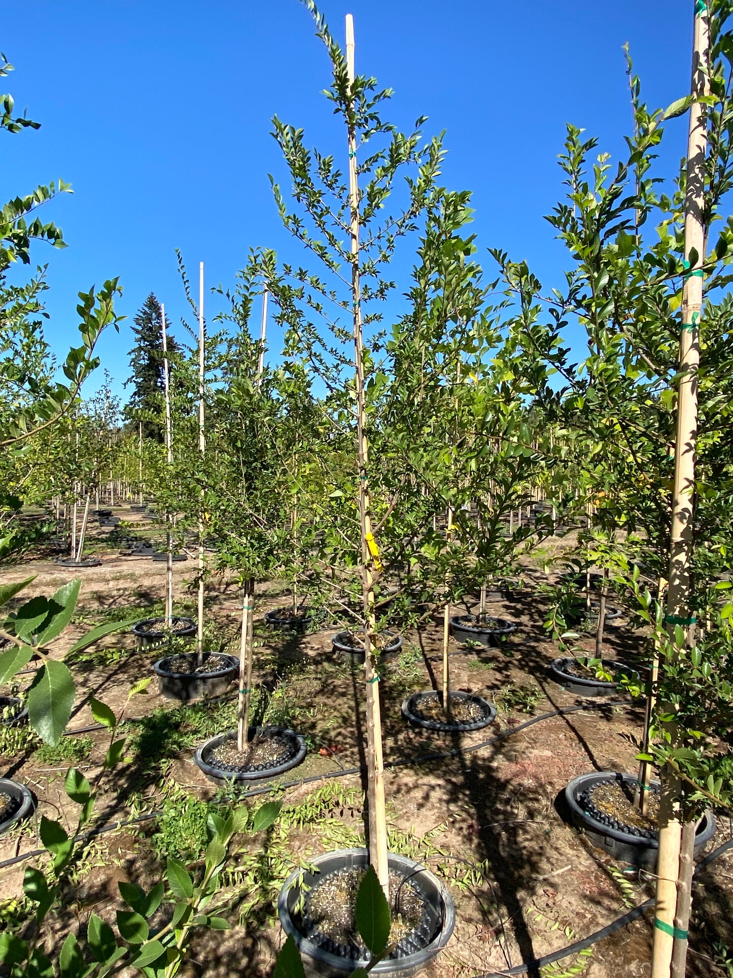 Lacebark Elm