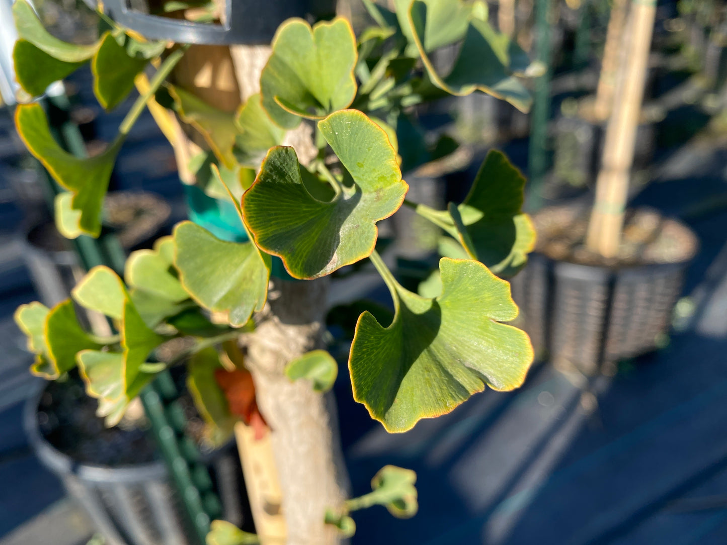 Golden Colonnade® Ginkgo