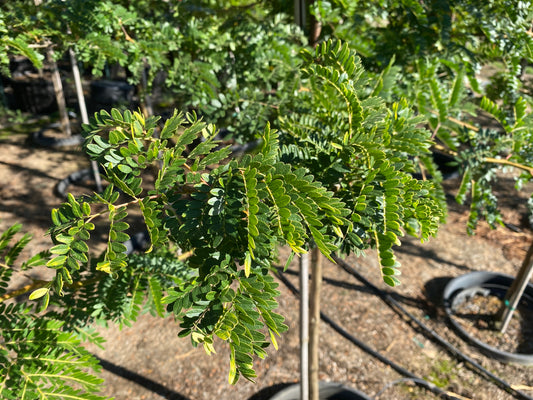 Sunset Gold Honeylocust