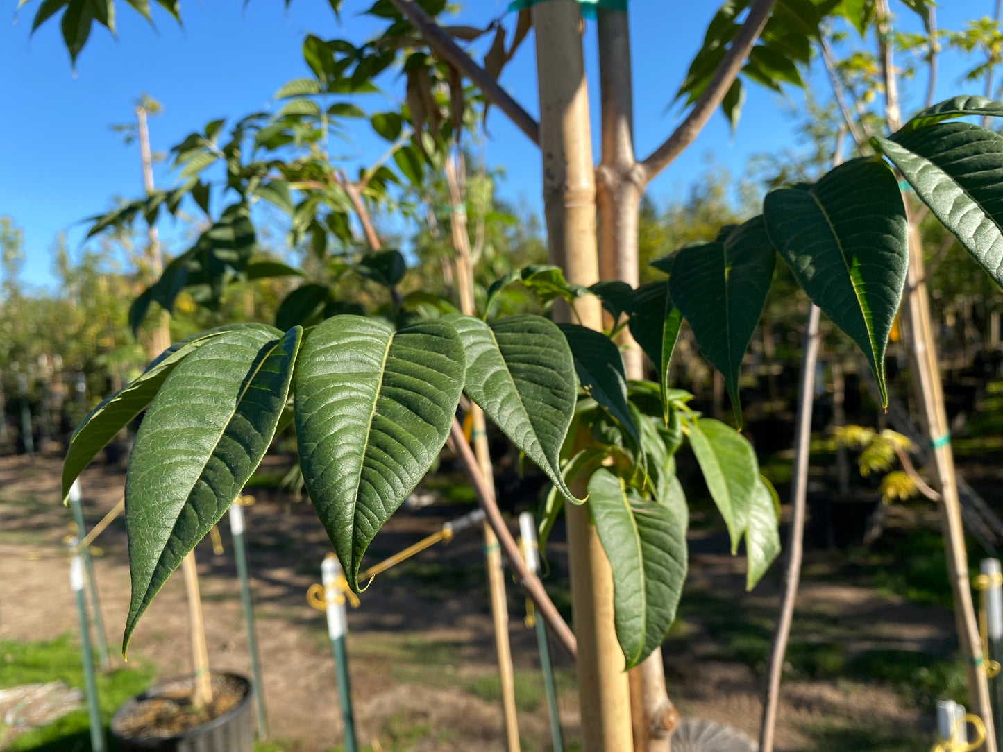 Eye Stopper™ Cork Tree