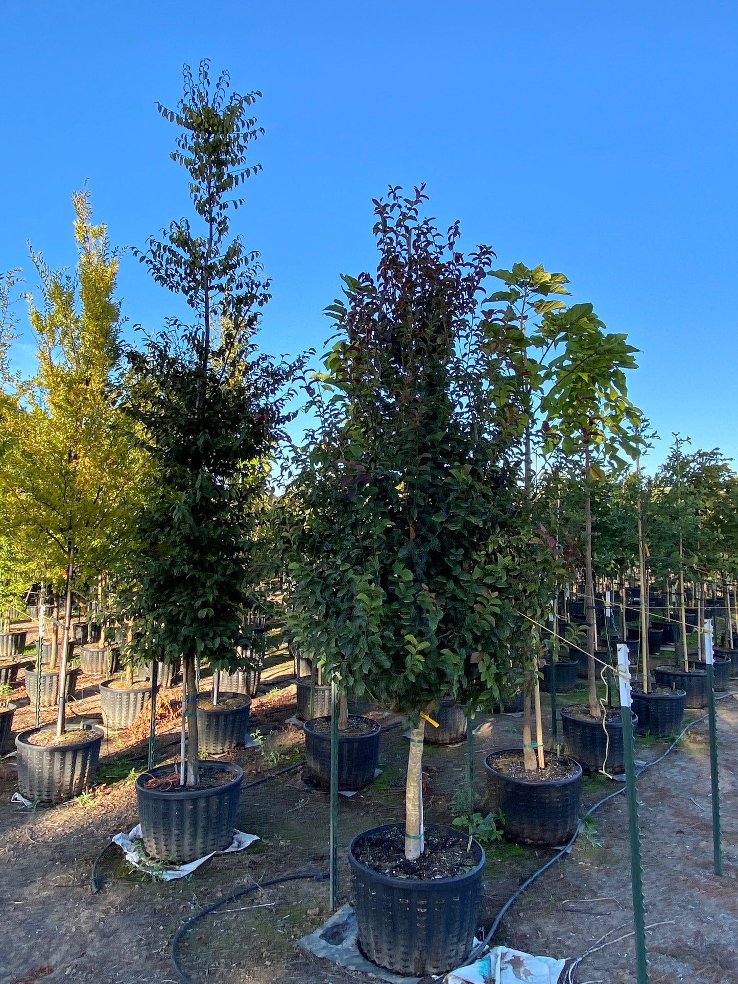 Persian Spire Ironwood