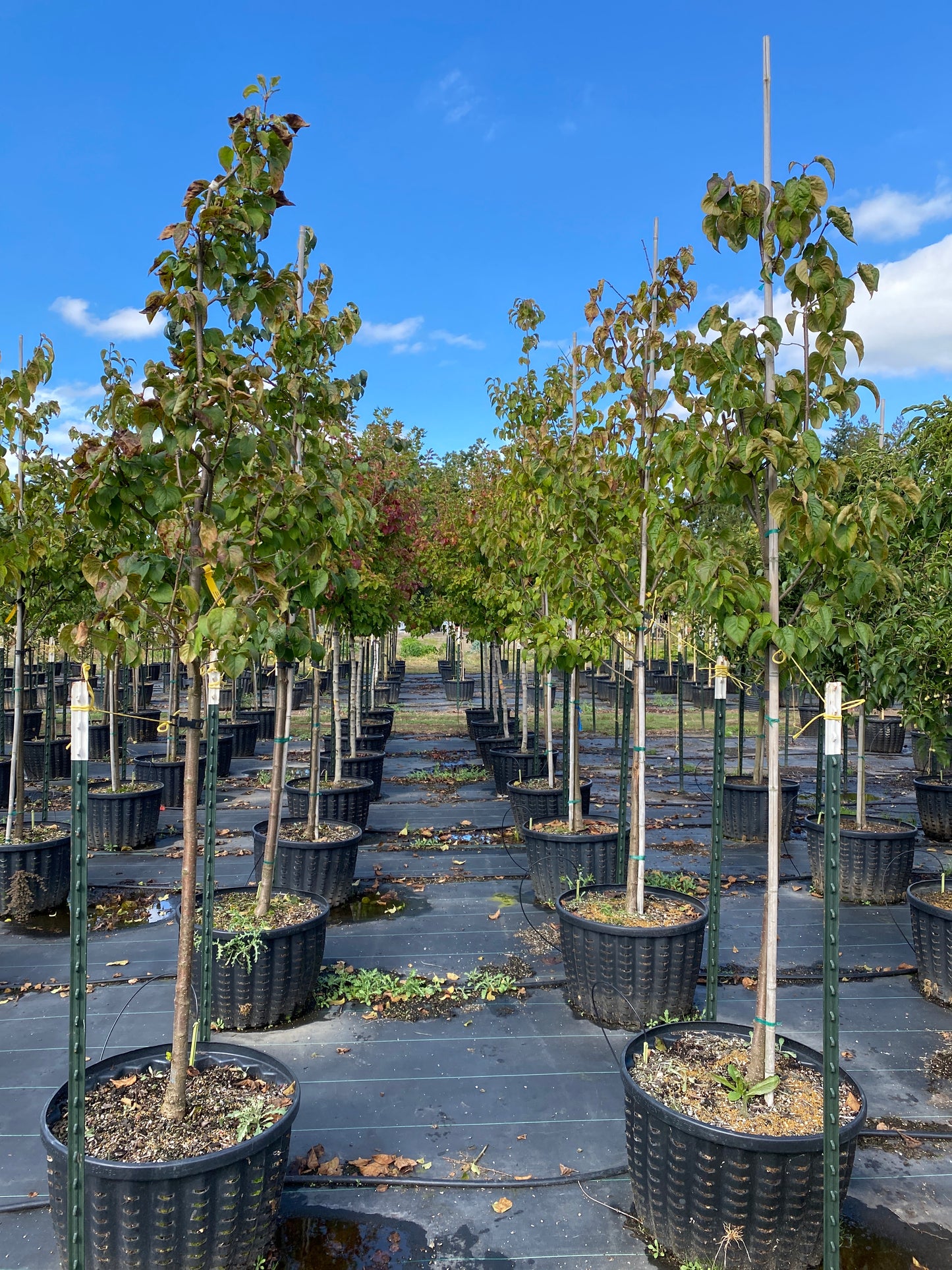 Summer Storm Japanese Tree Lilac