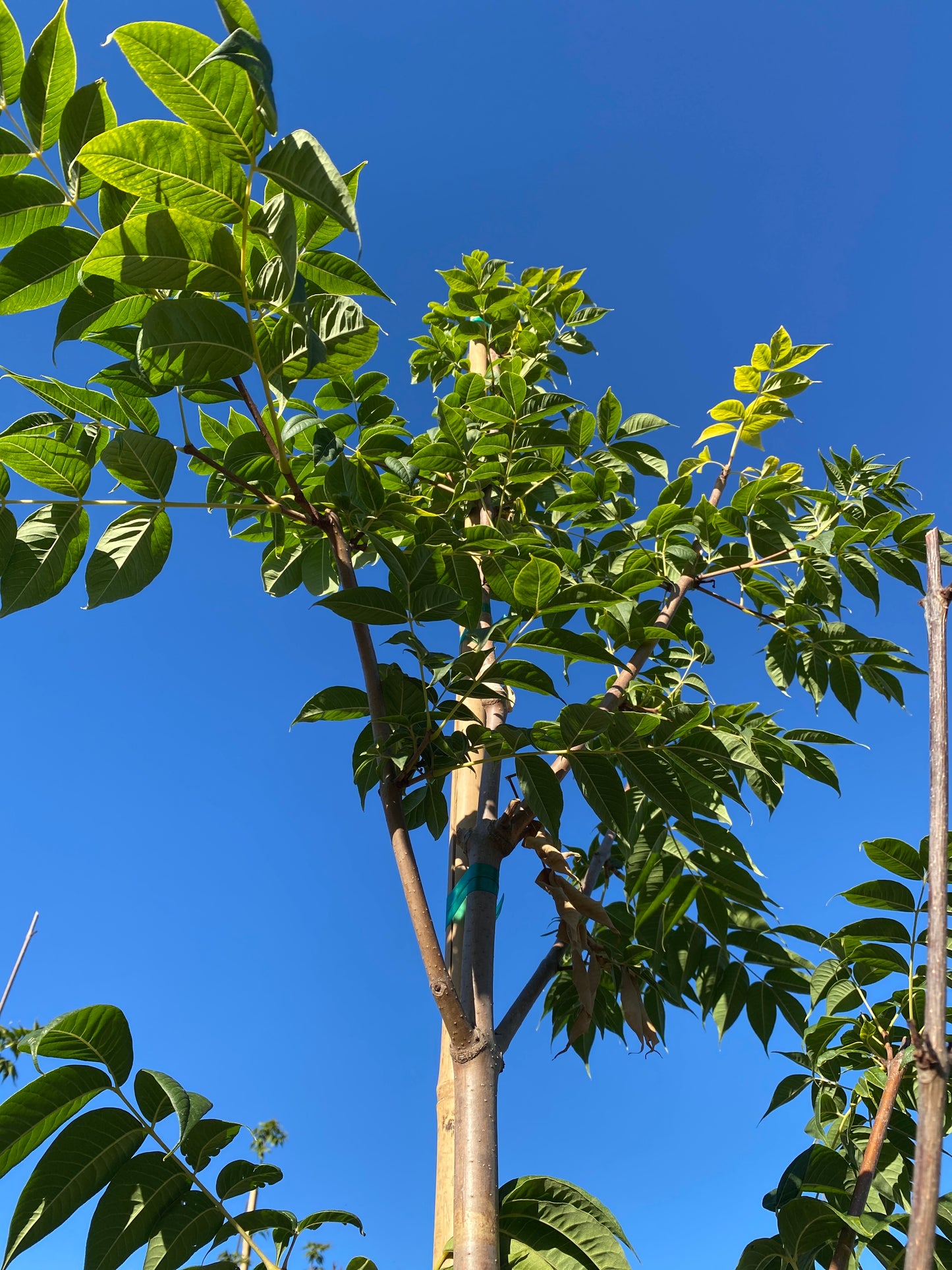 Eye Stopper™ Cork Tree