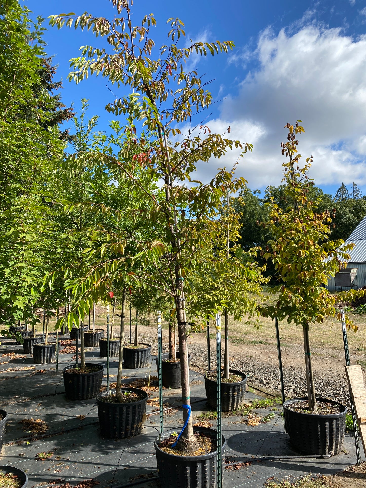 Yoshino Flowering Cherry