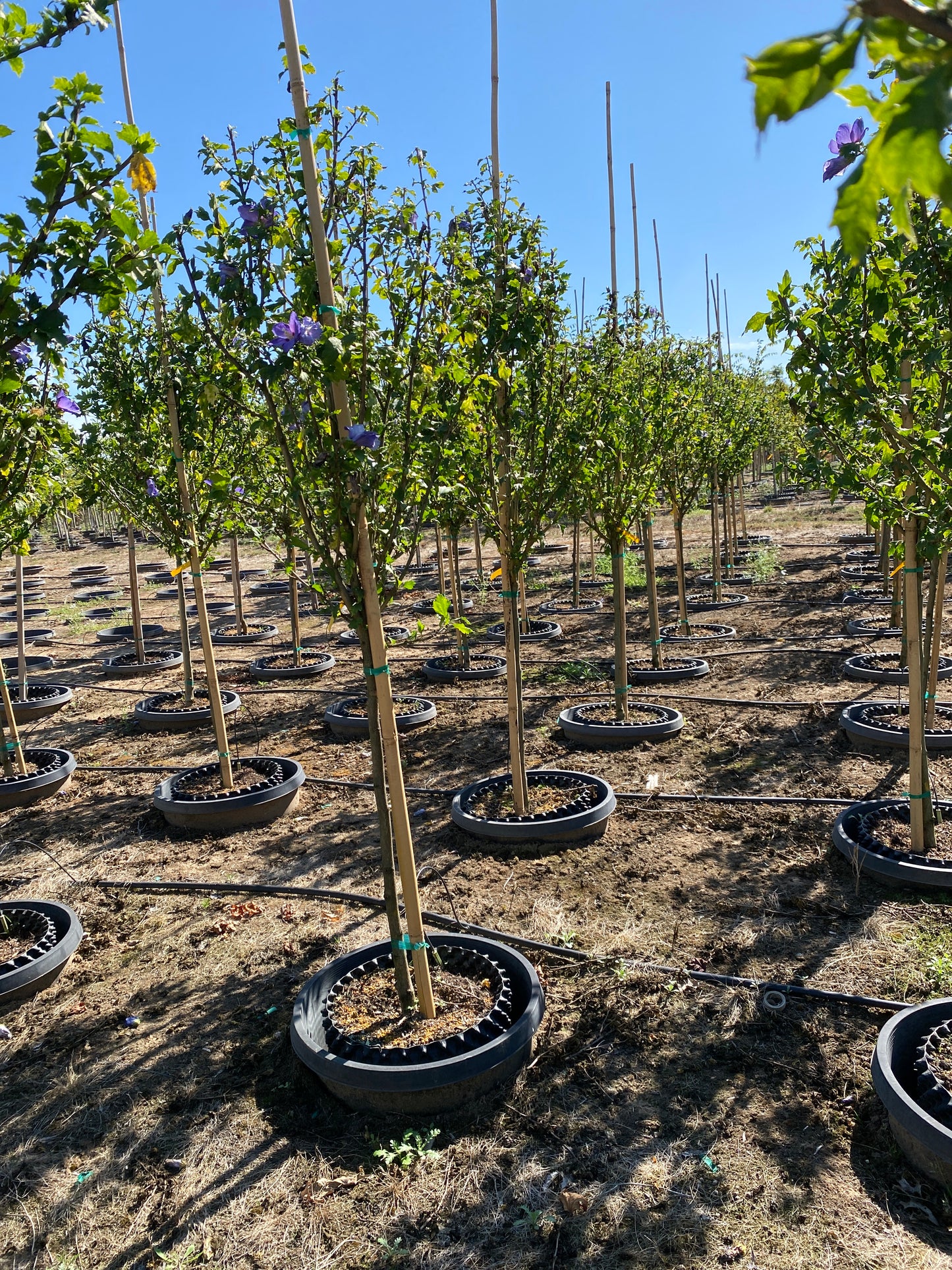 Azurri Blue Satin® Rose of Sharon Tree Form