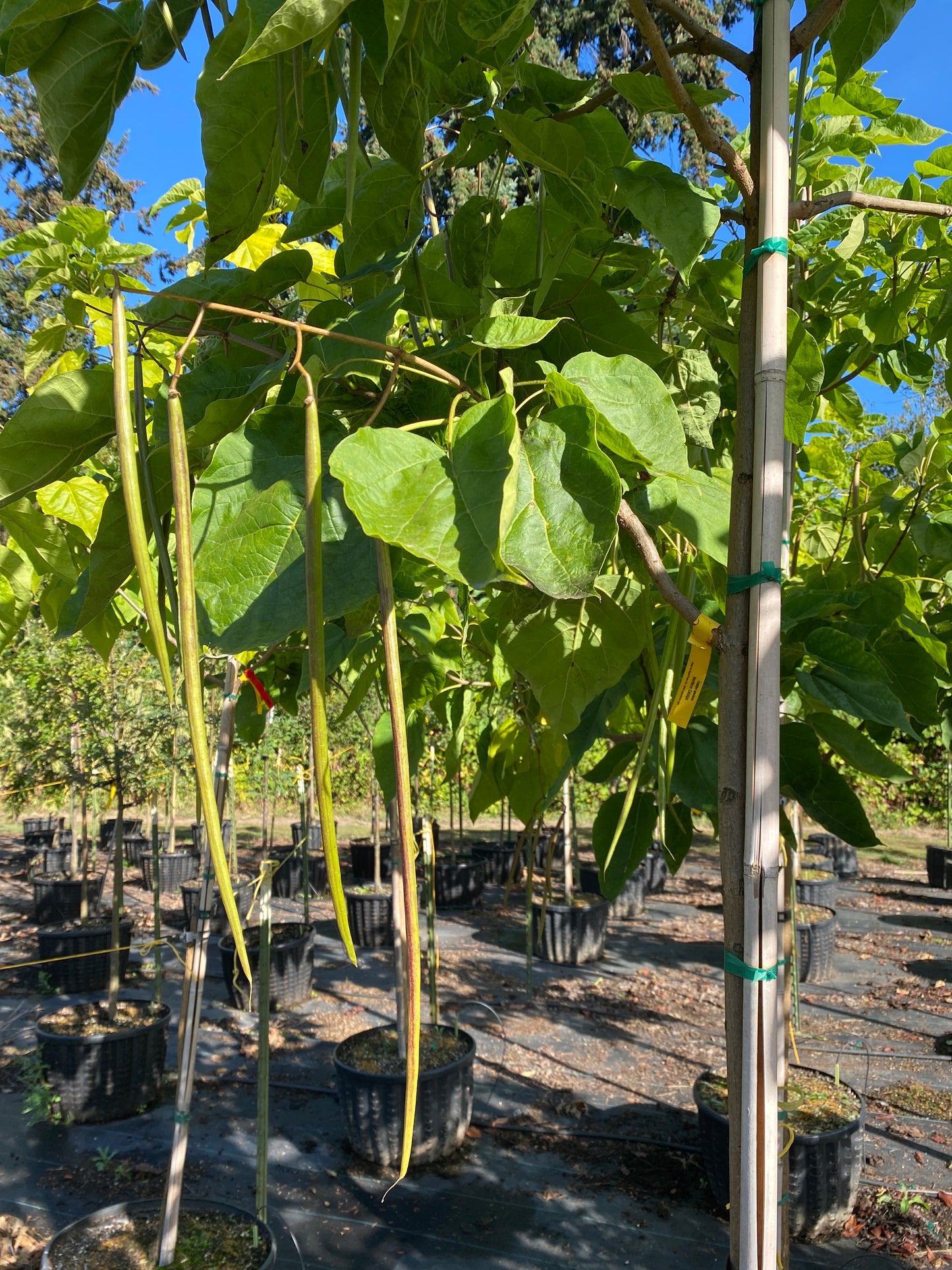 Northern Catalpa