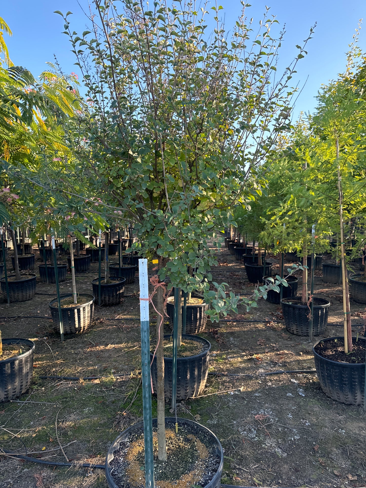 Syringa Bloomerang® Dark Purple