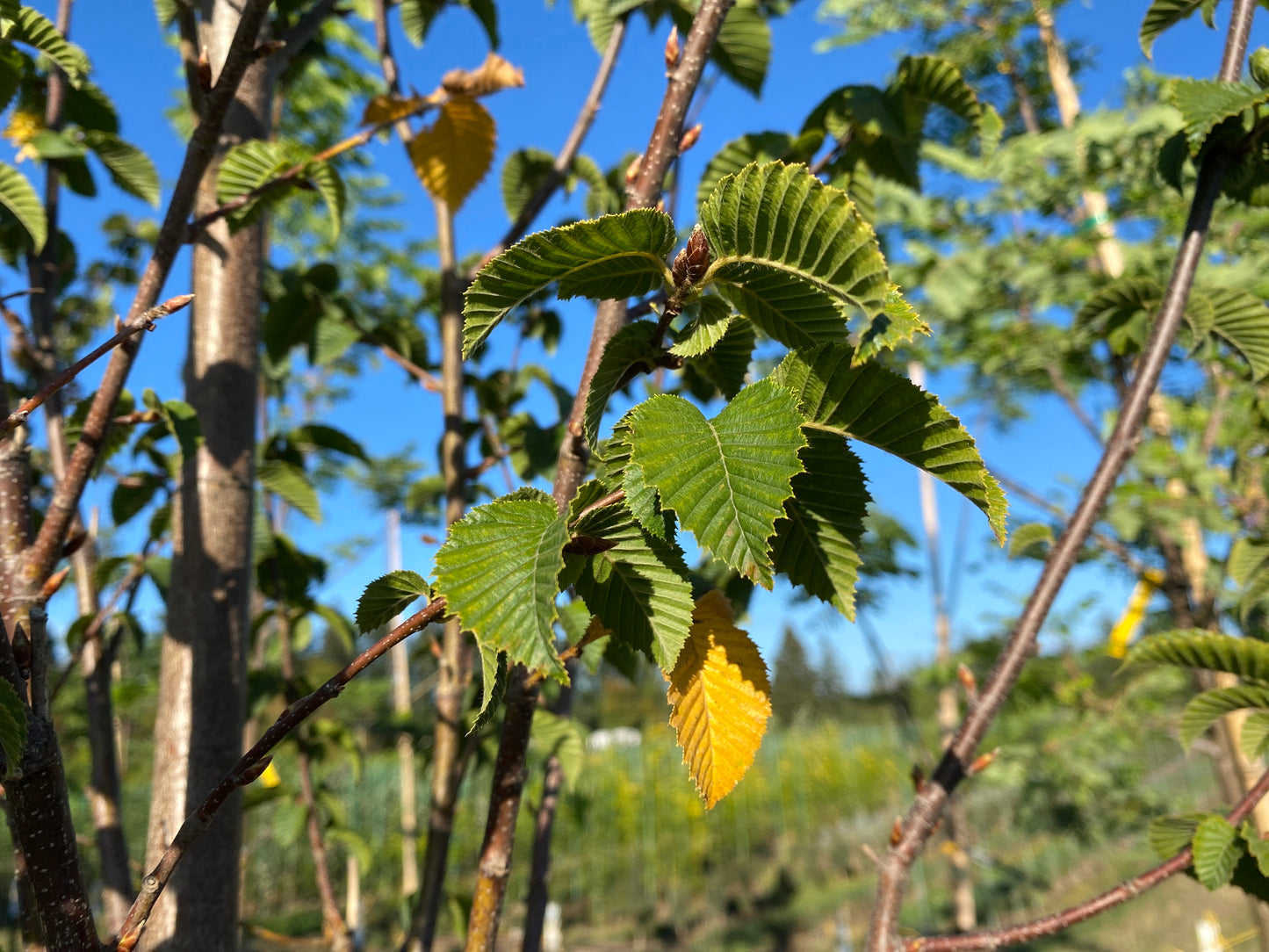 Emerald Avenue® Hornbeam