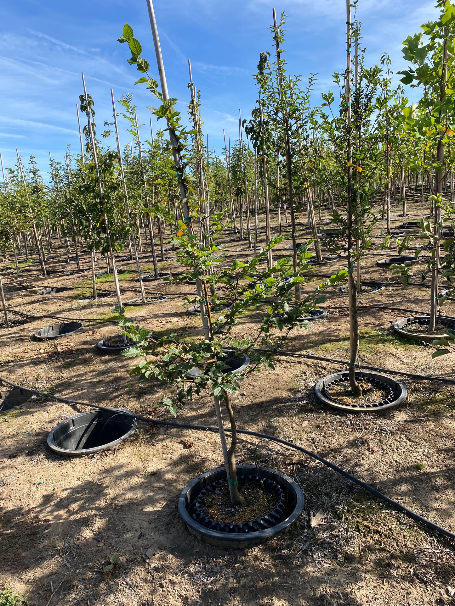 European Hornbeam