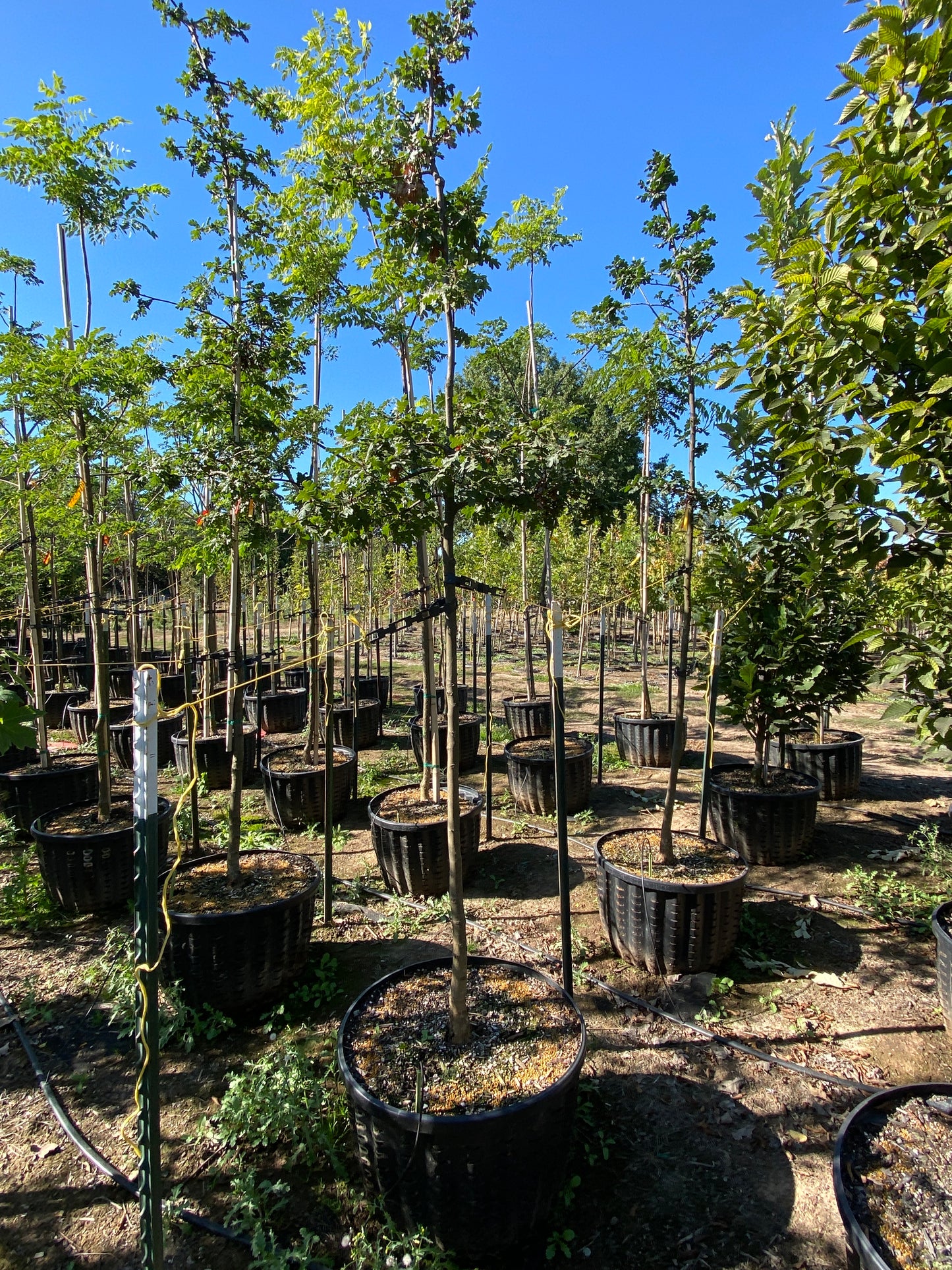 Oregon White Oak