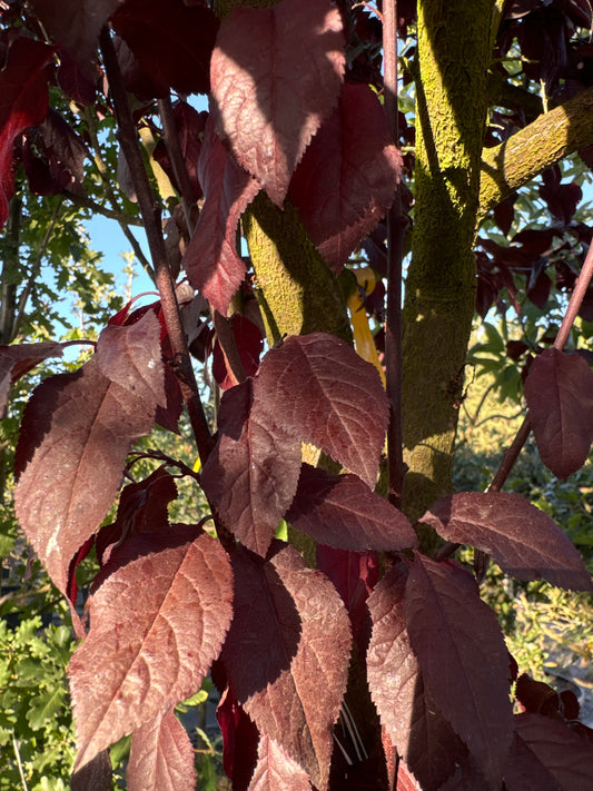 Krauter Vesuvious Flowering Plum