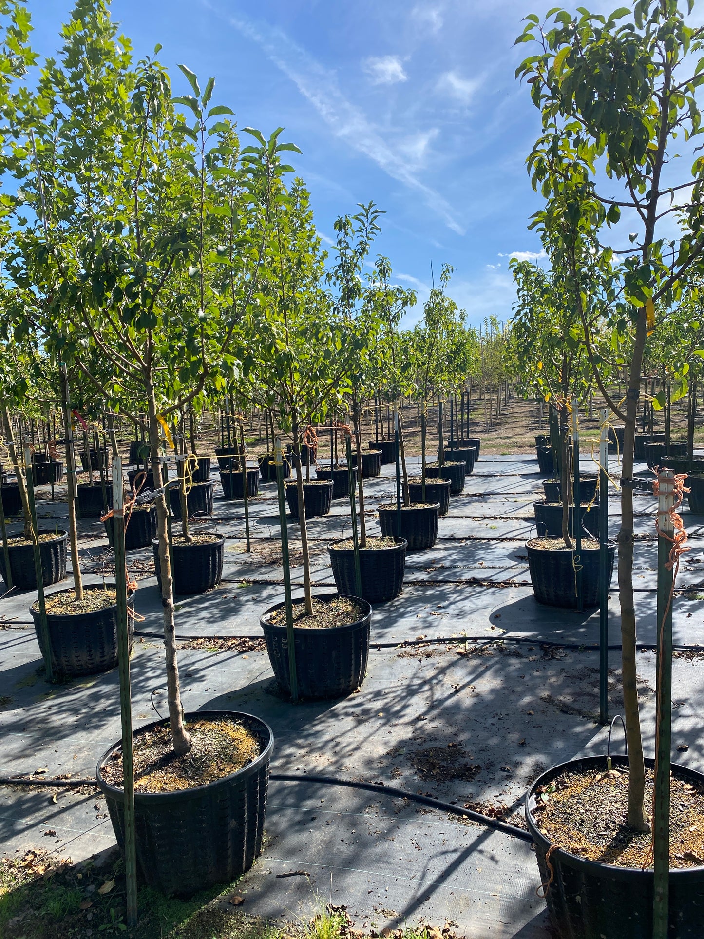 Spring Snow Fruitless Flowering Crabapple- sproutfree™