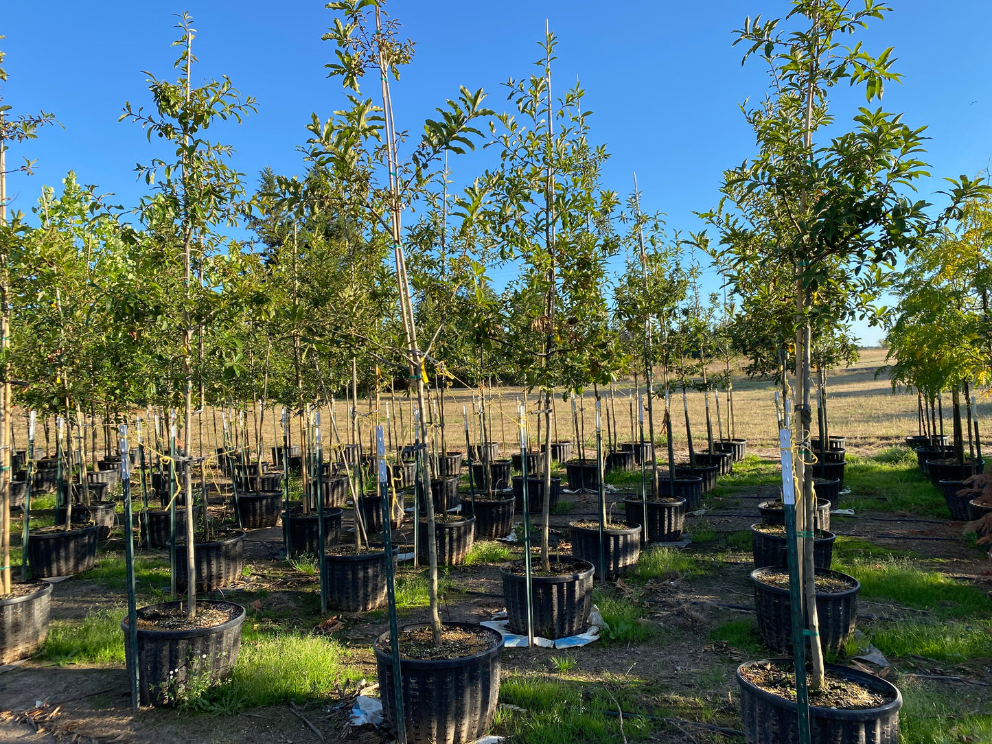 Shingle Oak