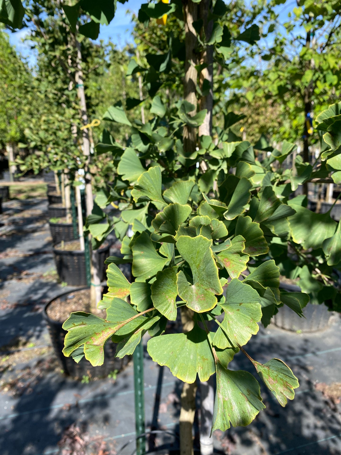 Golden Colonnade® Ginkgo