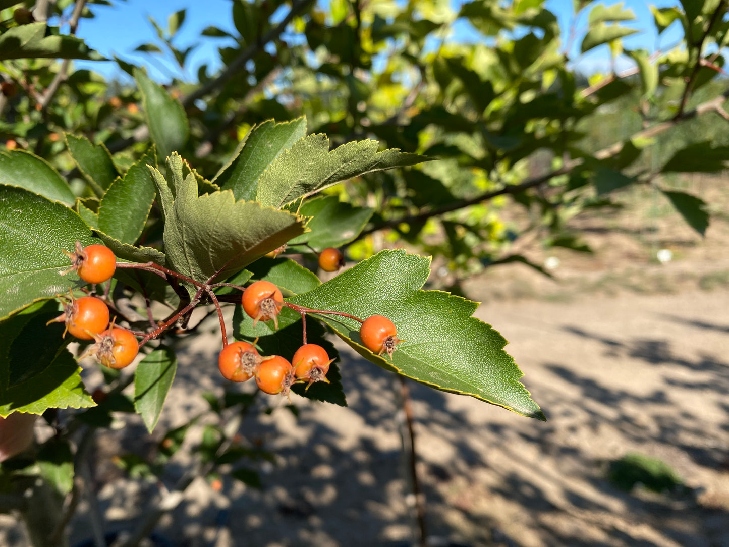 Green Hawthorn