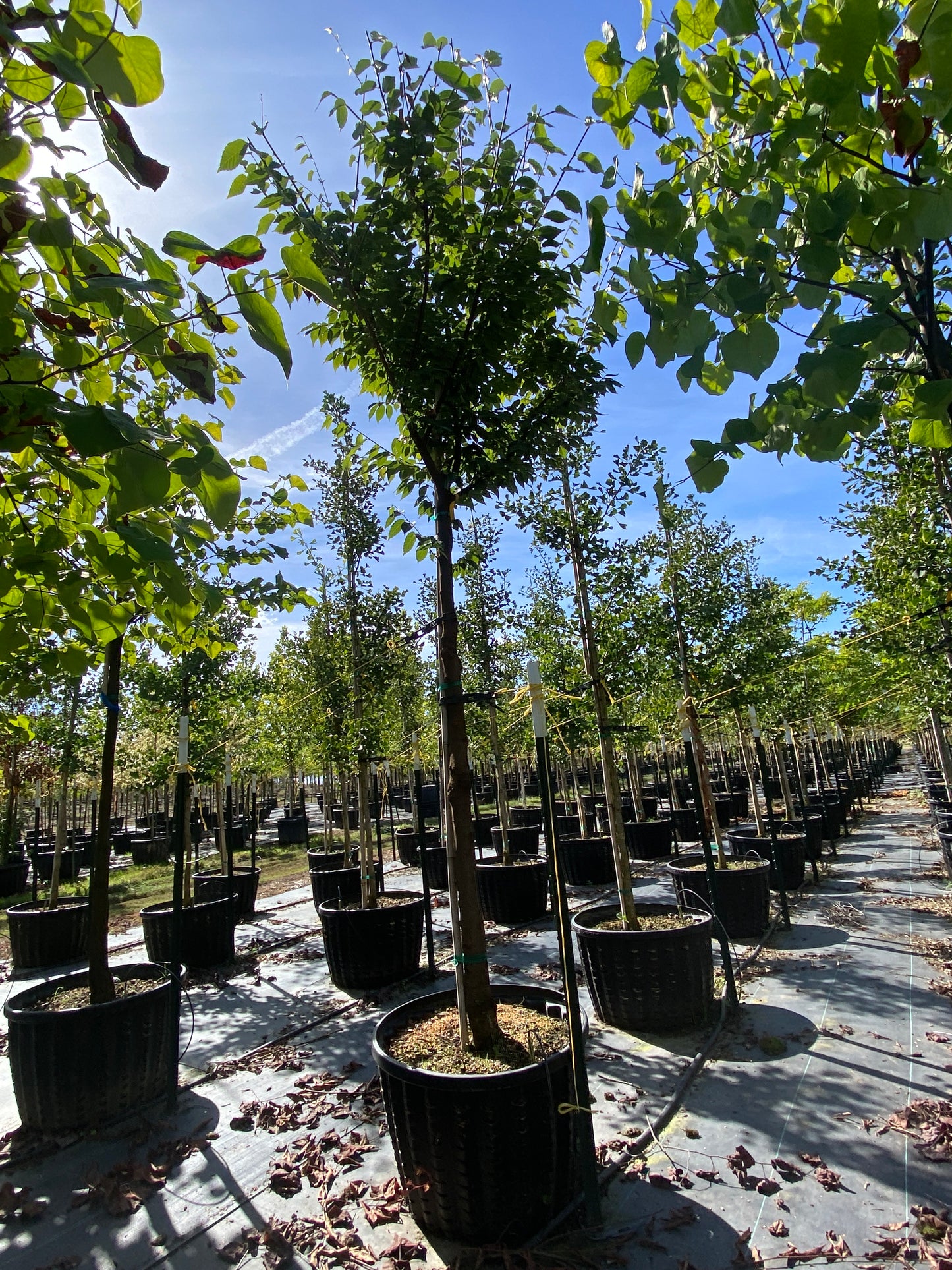 Village Green Zelkova