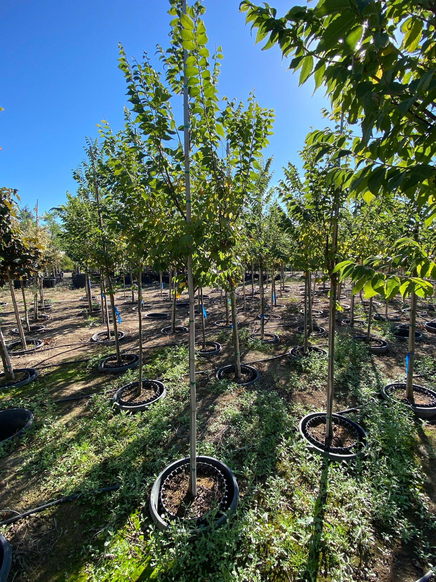 City Sprite® Zelkova