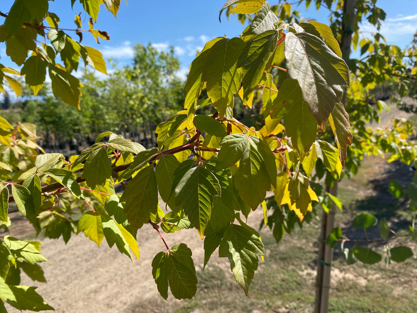 Sensation Boxelder