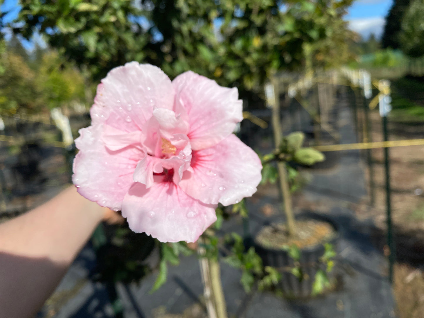 Pink Chiffon® Hibiscus Tree Form