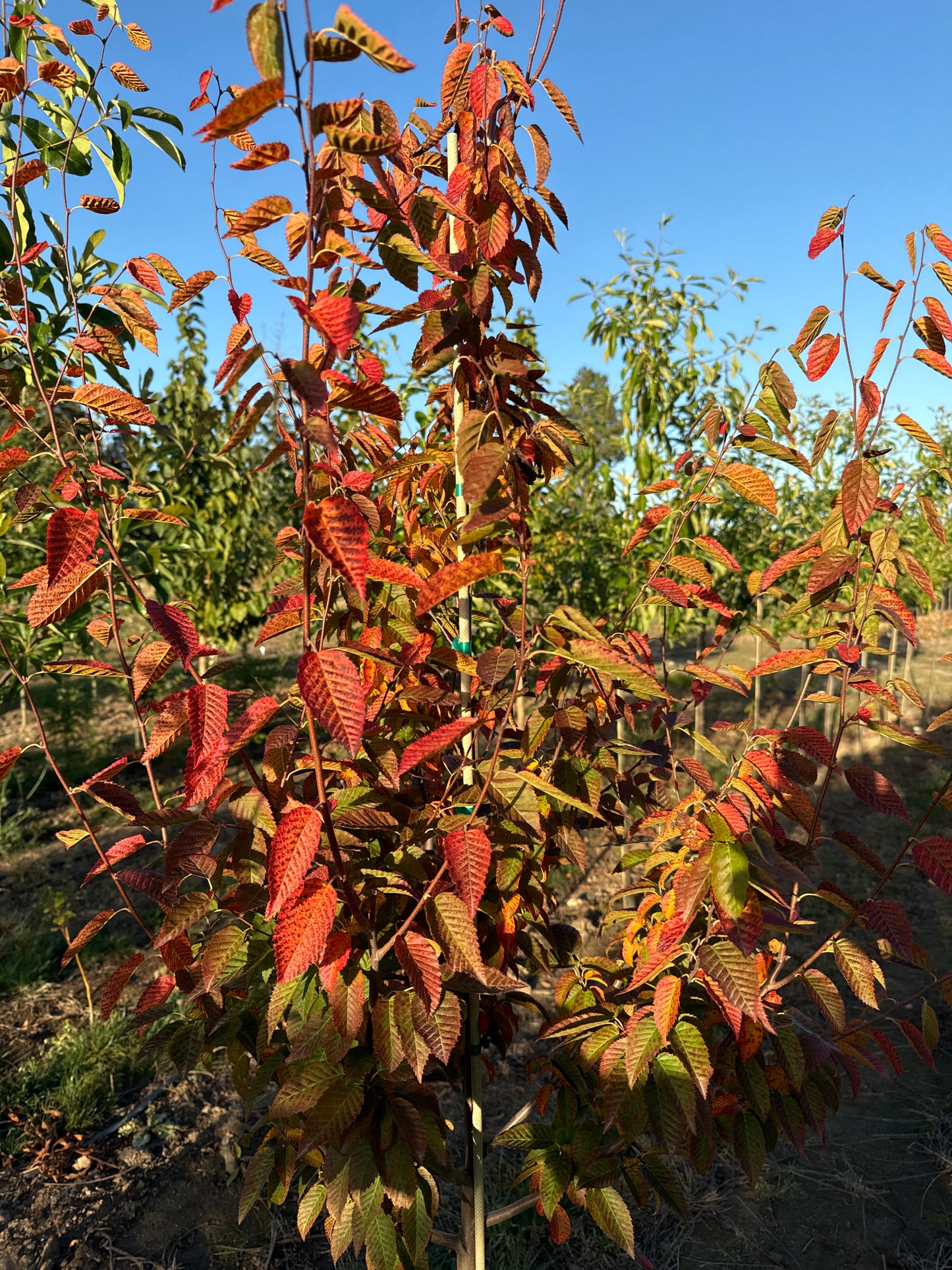 Wisconsin Red™ American Hornbeam