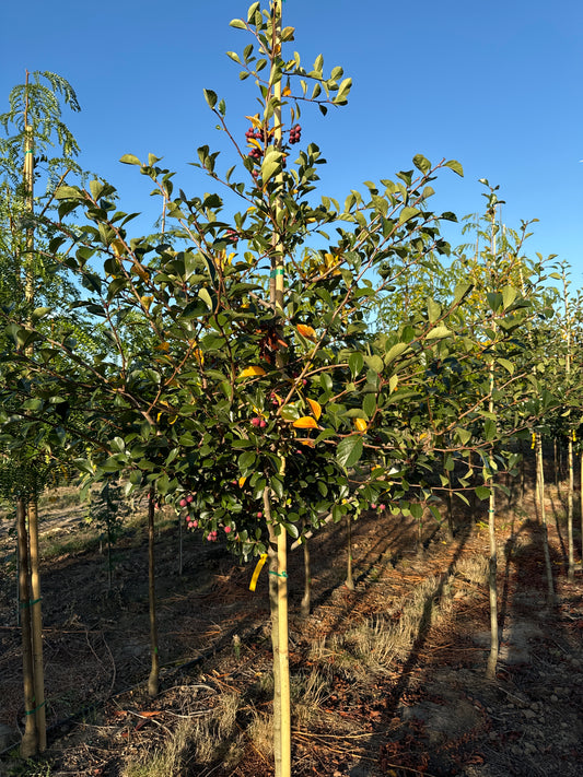 Crusader® Thornless Cockspur Hawthorn