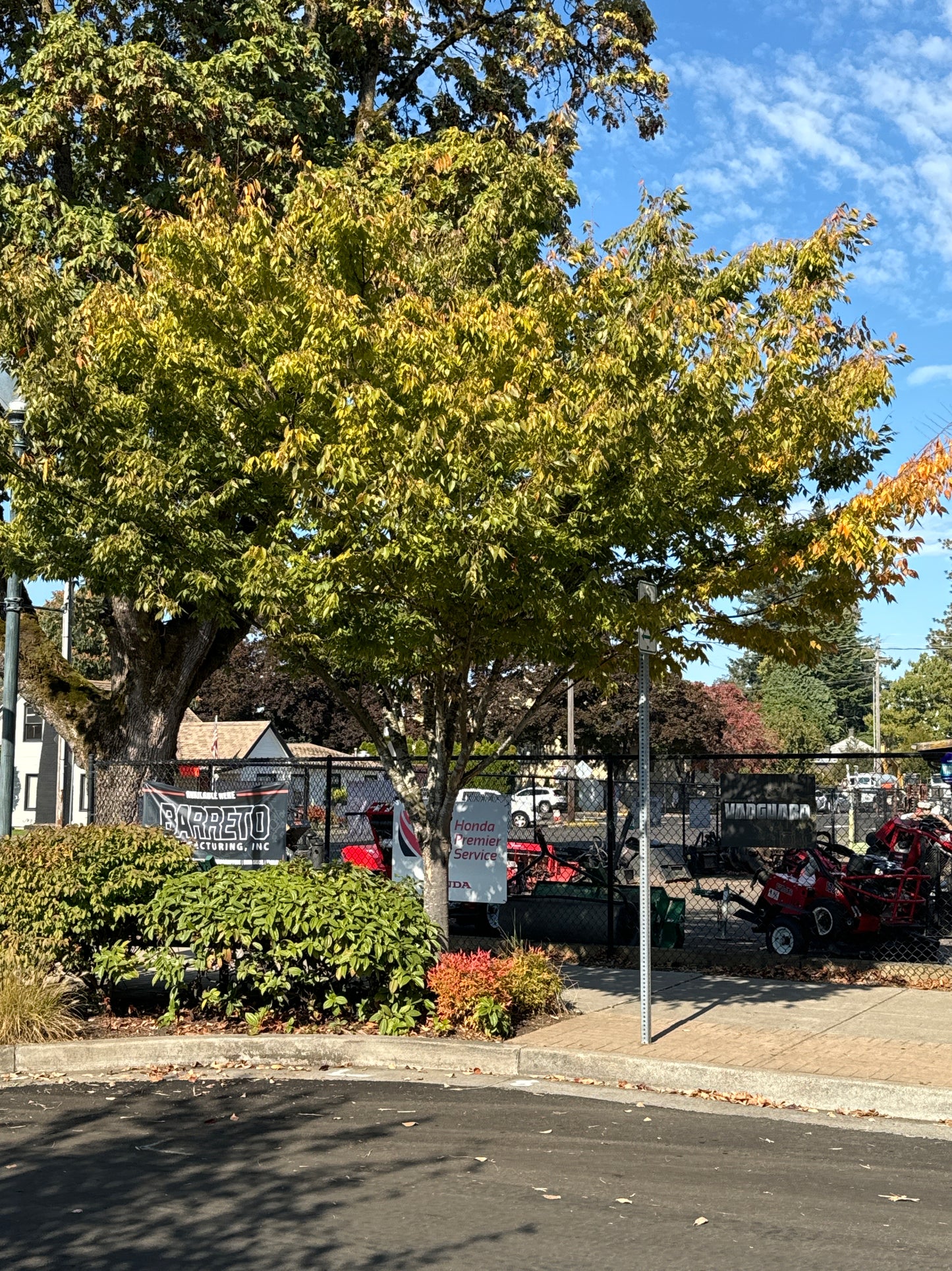 Village Green Zelkova