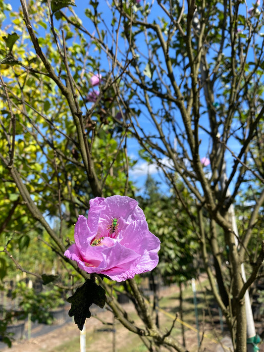 Lavender Chiffon® Hibiscus Tree Form