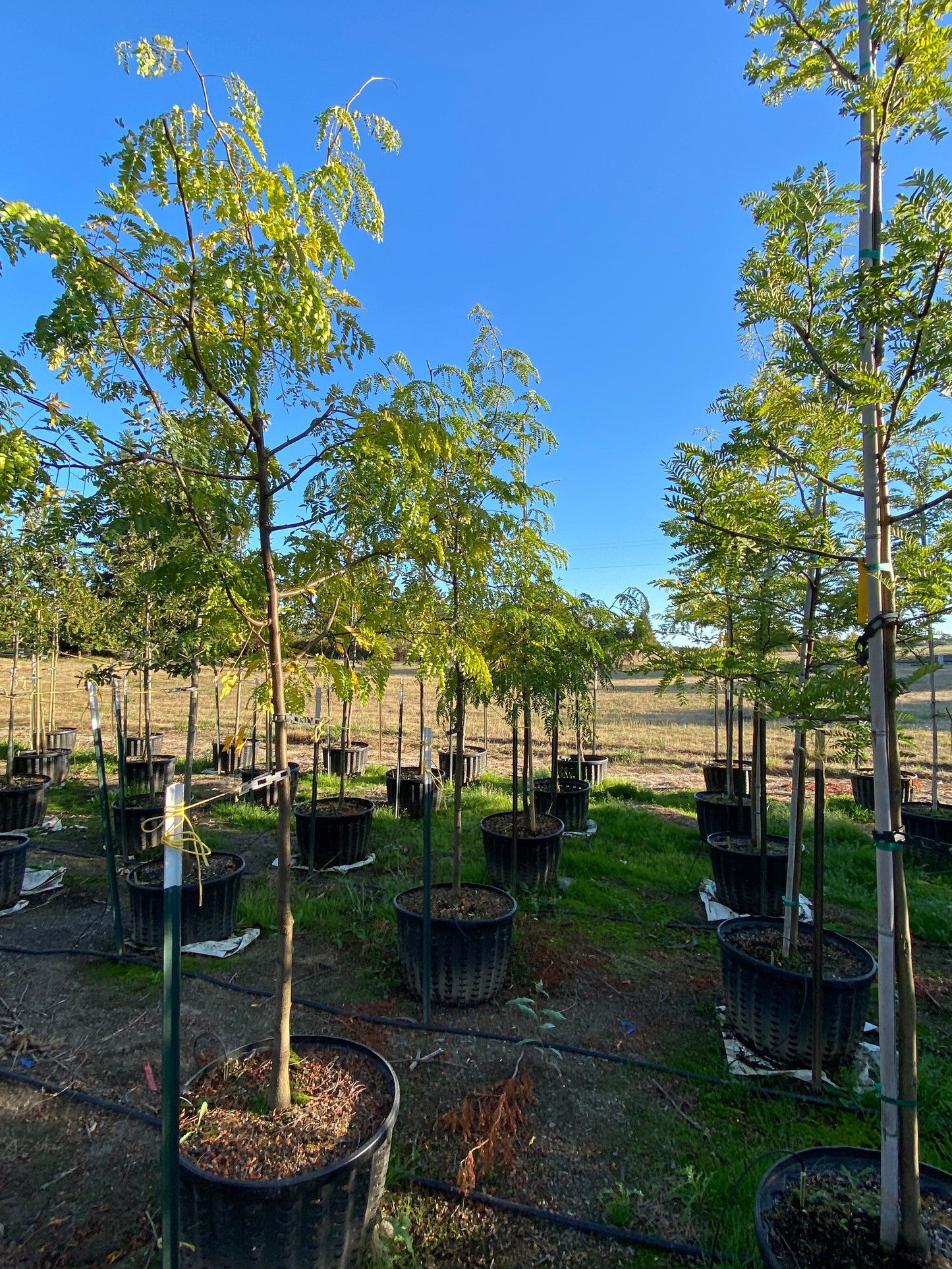 Skyline® Thornless Honeylocust