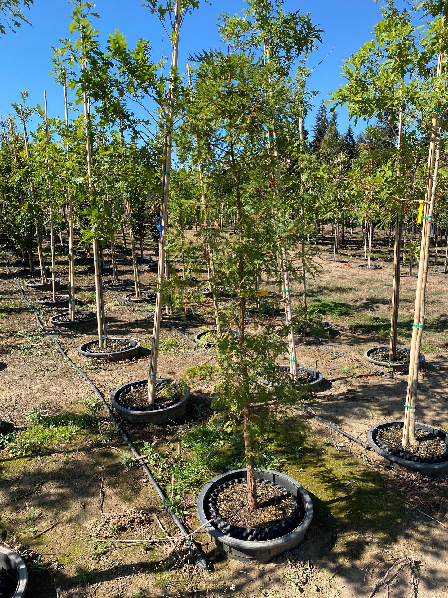 Bald Cypress