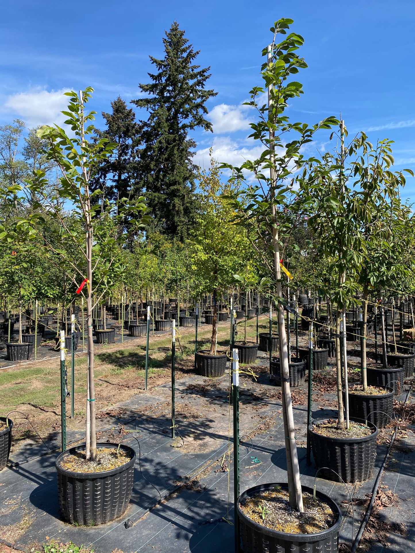 Valley Forge Elm