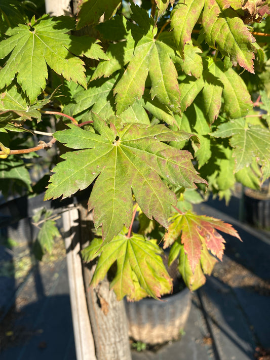 Korean Maple