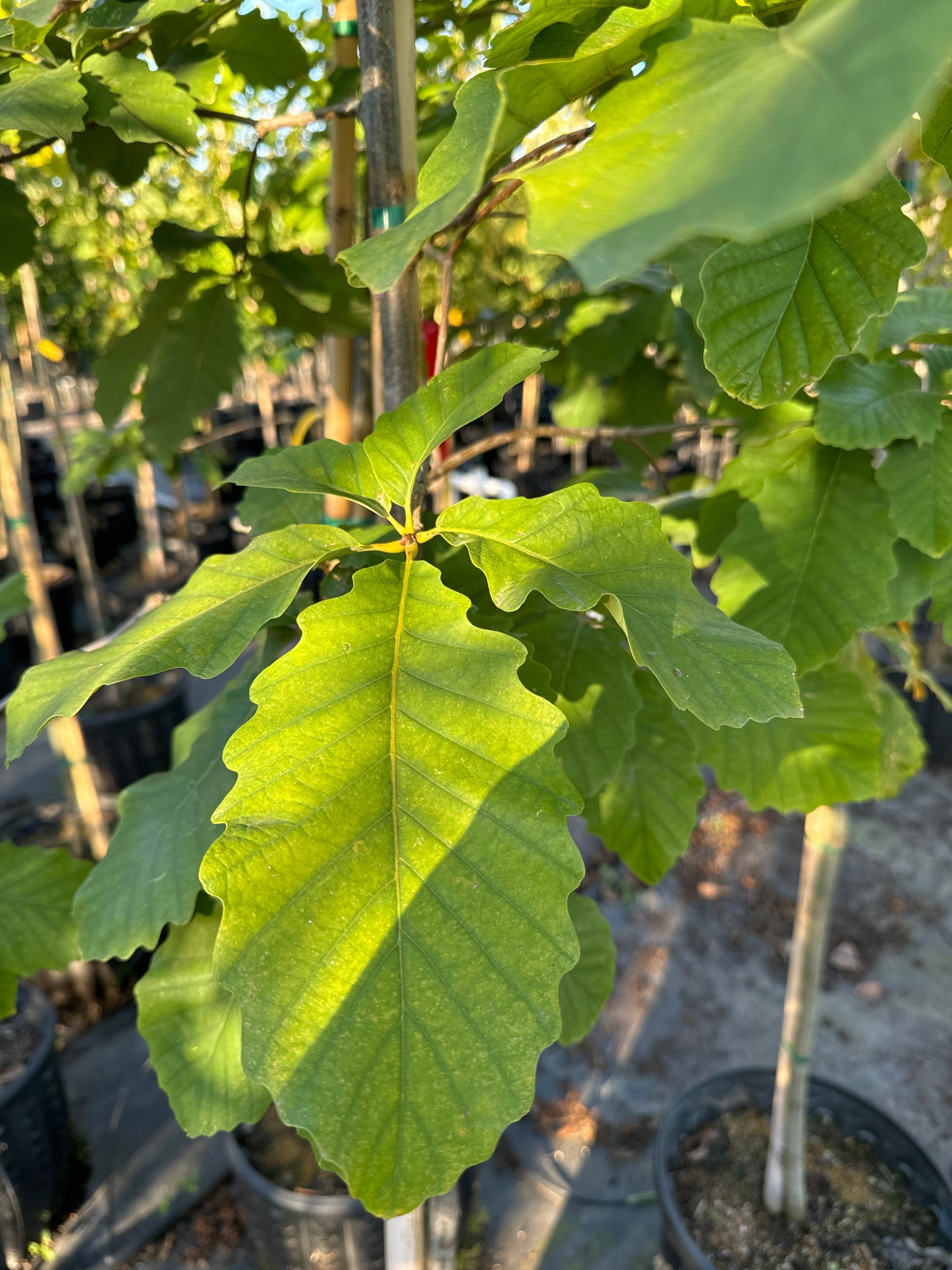 Chestnut Oak