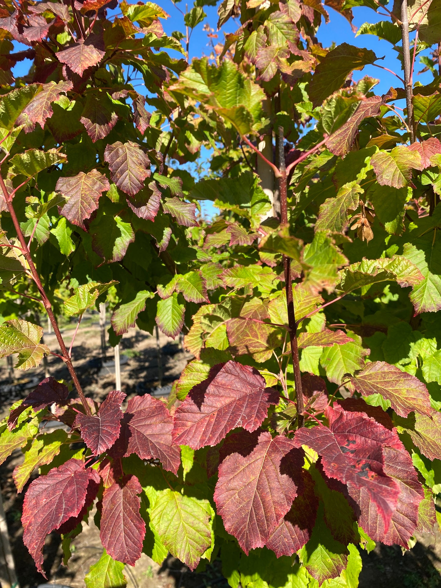 Hot Wings® Tatarian Maple