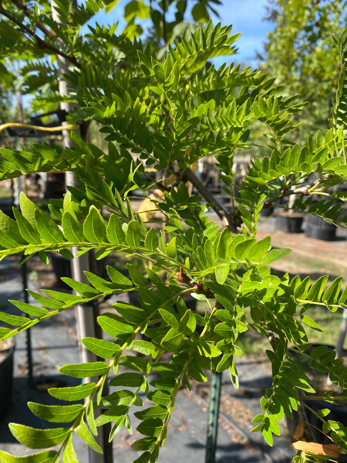 Imperial Honeylocust