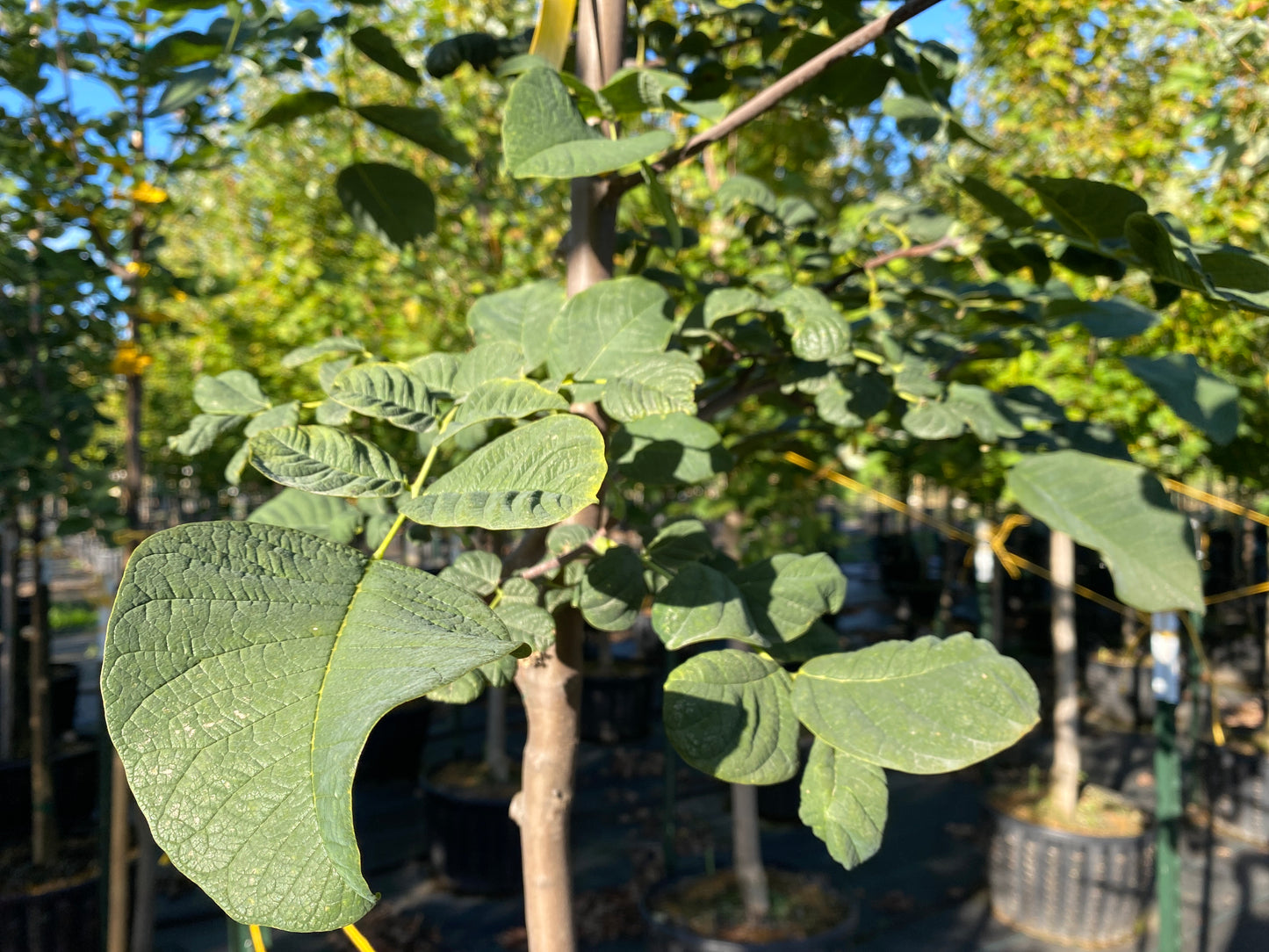 Kentucky Yellowwood