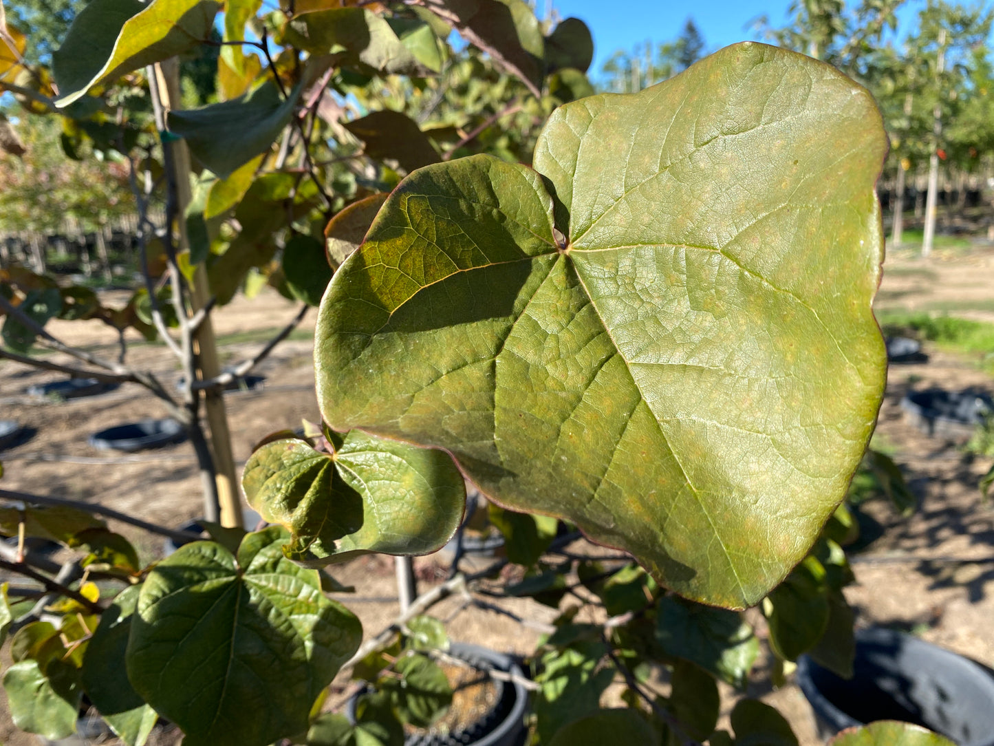 Merlot Eastern Redbud