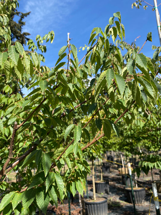 Wireless® Zelkova