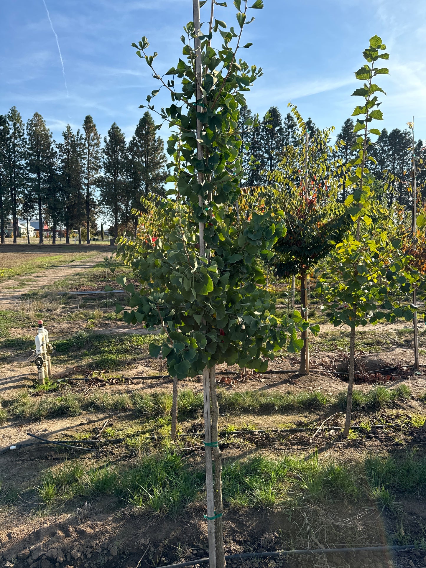 Saratoga Ginkgo