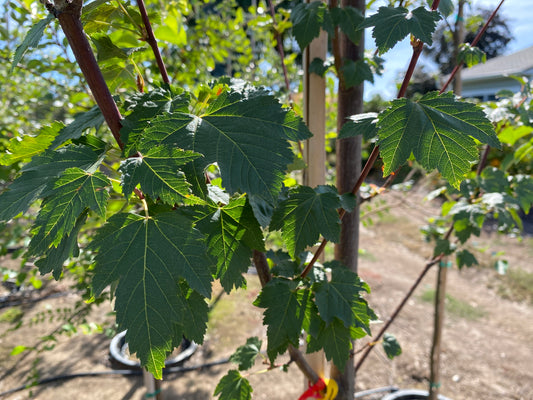 Rocky Mountain Maple