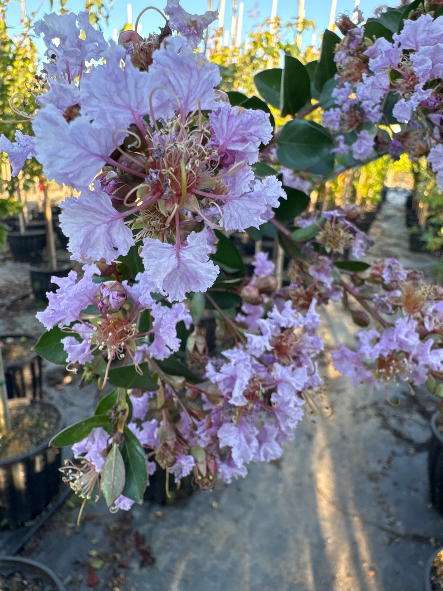 Crape Myrtle