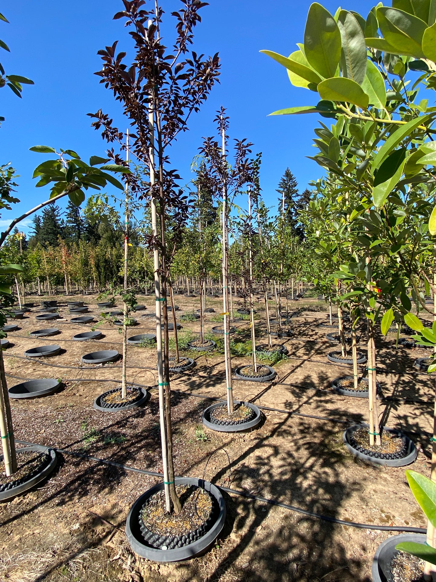 Sucker Punch® Chokecherry