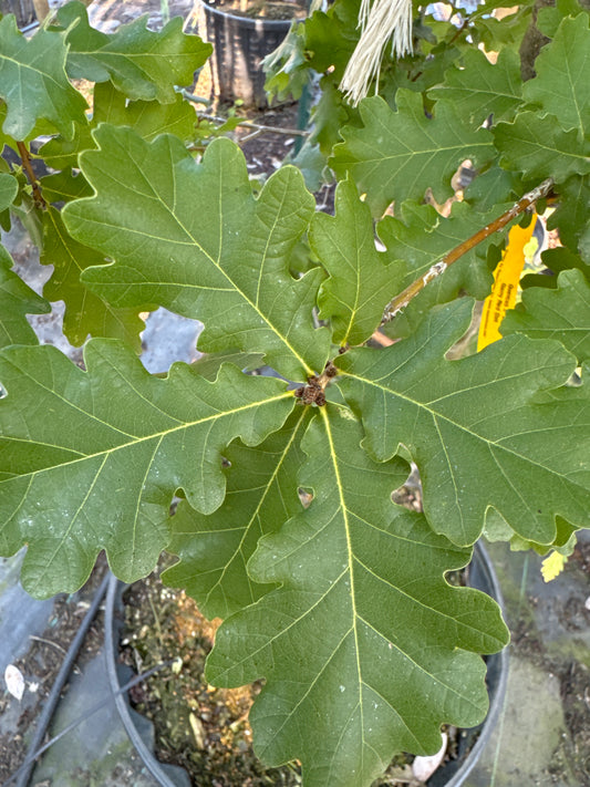 Garry Red Oak