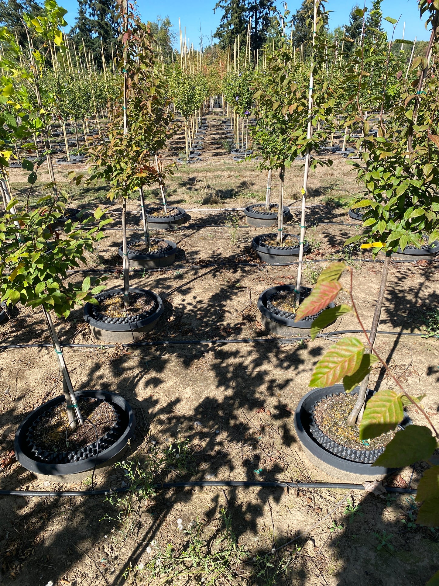 Wisconsin Red™ American Hornbeam