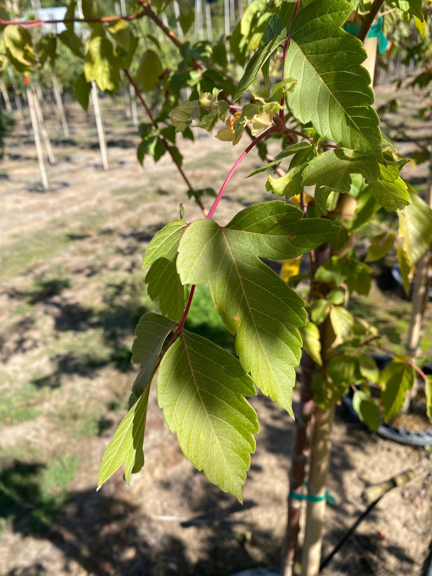 Sensation Boxelder