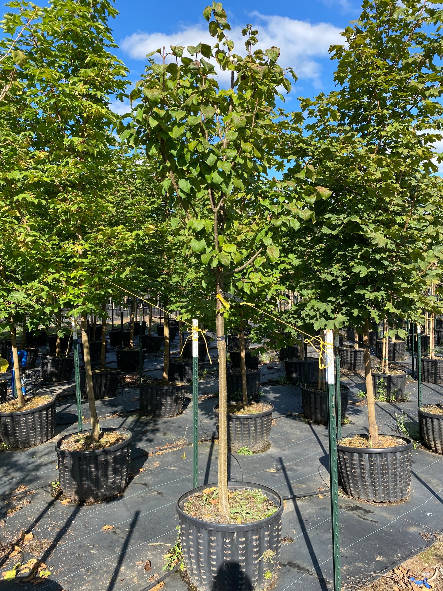 Ivory Silk Japanese Tree Lilac