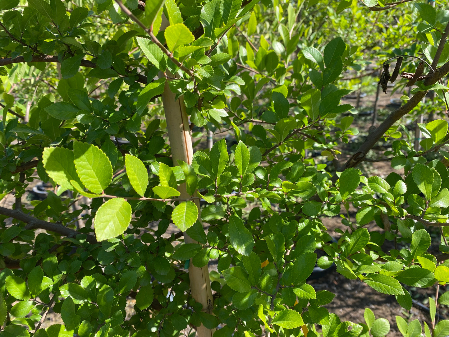 Lacebark Elm