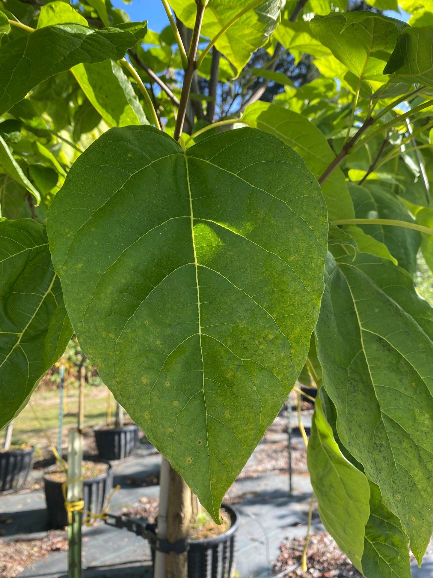 Northern Catalpa